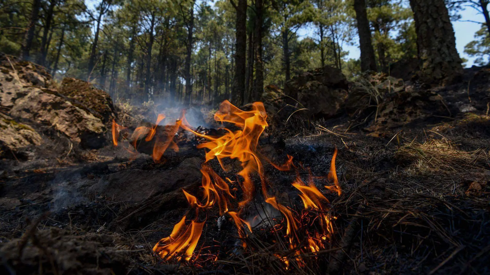 973834_Combaten incendios en el Edoméx -9.jpg _web